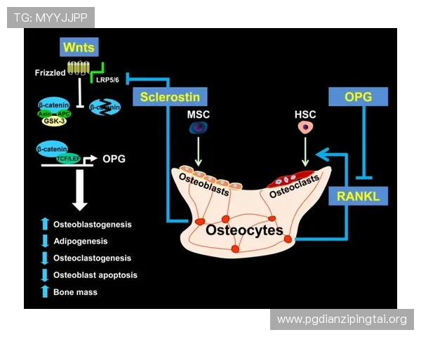 得吃·opg官网：全面介绍OPG品牌的产品特色与用户评价分析